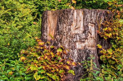 Plant growing on a wall