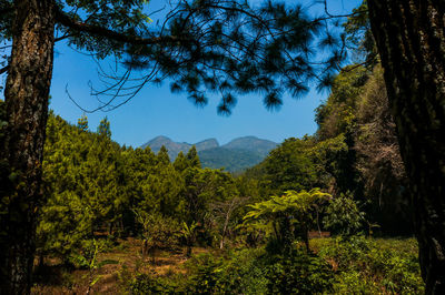 Trees in forest against sky