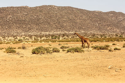 Giraffe on field against mountain