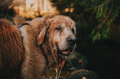 Close-up of dog looking away