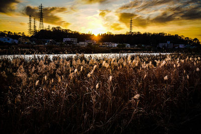 Scenic view of field against sky at sunset