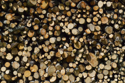 Full frame shot of logs in forest