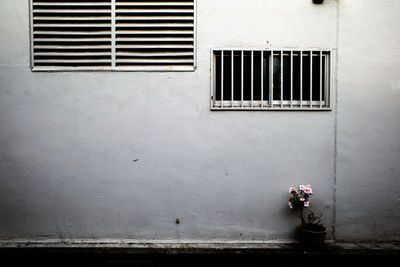Close-up of potted plant on window of building