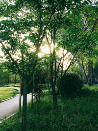 Trees in park