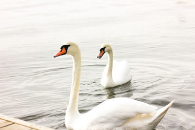 Swans swimming in lake