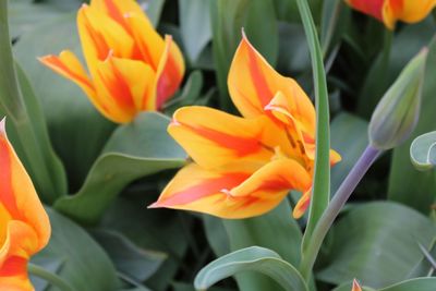 Close-up of orange flowering plant