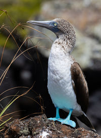 Close-up of a bird