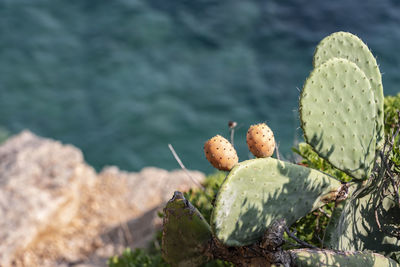 Close-up of cactus growing on rock