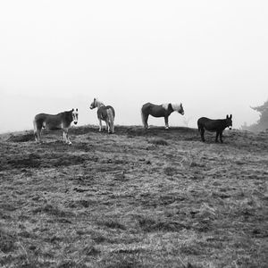 Cows walking on field against clear sky