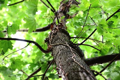 Low angle view of a tree