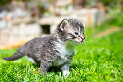 Black cat looking away on field