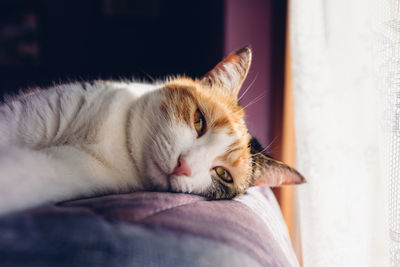 Close-up of cat sleeping on bed