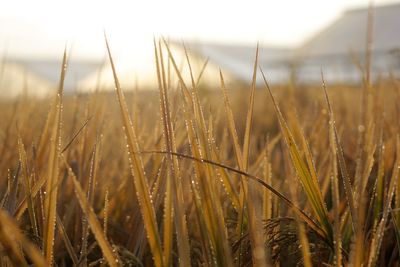 Close-up of grass on field against sky