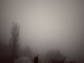 Silhouette trees against sky during foggy weather