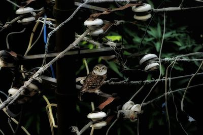 Close-up of bird perching on branch