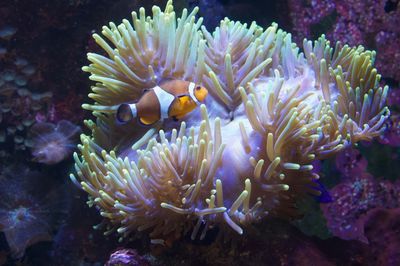 animal themes