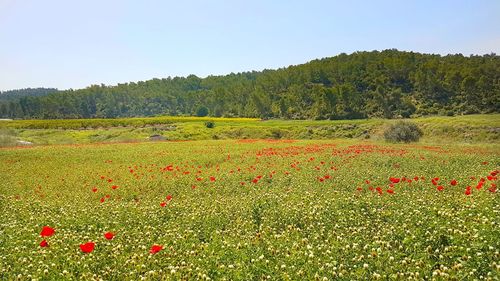 Scenic view of field against clear sky