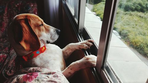 Close-up of dog looking through car window