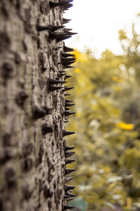 Close-up of lichen on tree trunk
