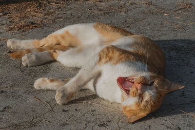 High angle view of cat sleeping