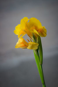 Close-up of yellow flower blooming outdoors