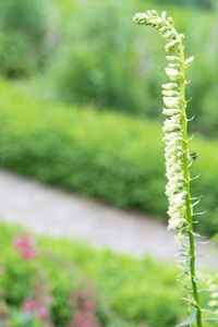 Close-up of flowering plant on field