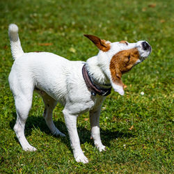 Side view of dog standing on grass