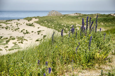 Rotterdam maasvlakte dunes and beach