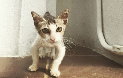 Portrait of cat sitting outdoors