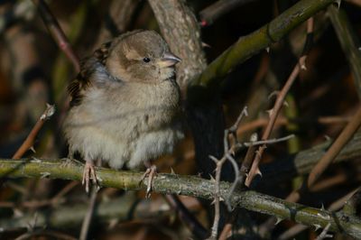 Close-up of bird perching on branch