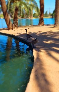 Ducks swimming in lake