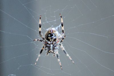 Close-up of spider on web