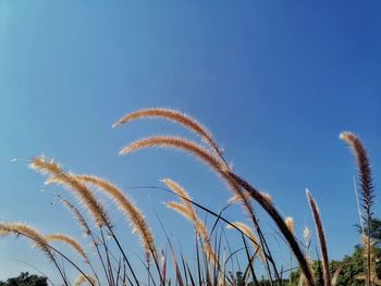 Low angle view of stalks against blue sky