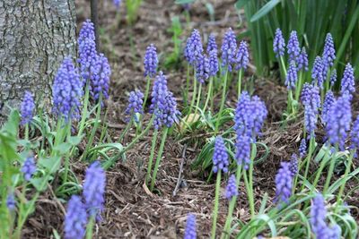 Close-up of purple flowers blooming in field