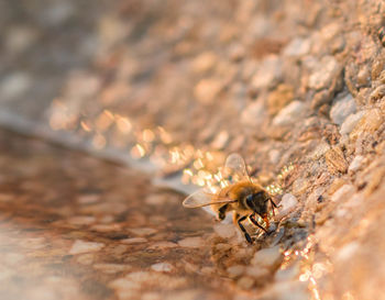 Close-up of bee on rock