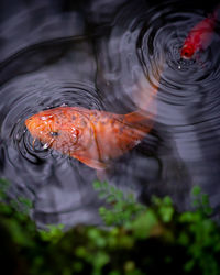 High angle view of fish swimming in lake