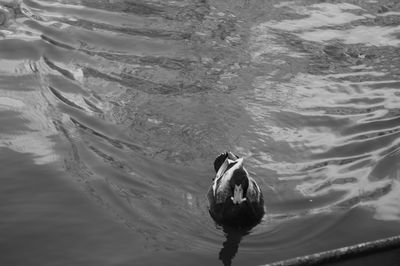Close-up of swan swimming in lake