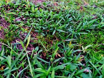 High angle view of plants growing on field