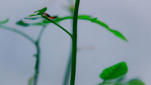 Close-up of plant