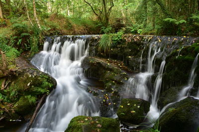 Scenic view of waterfall in forest