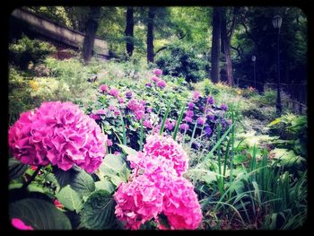 Close-up of pink flowers