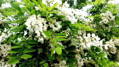 Close-up of white hydrangea blooming outdoors