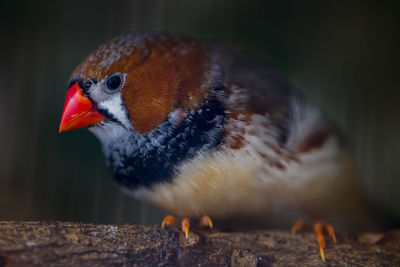 Close-up of bird perching on wood