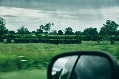 Trees seen through car windshield