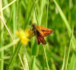 Close-up of butterfly on flower