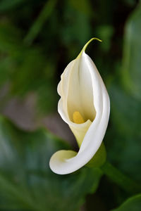 Close-up of white rose flower