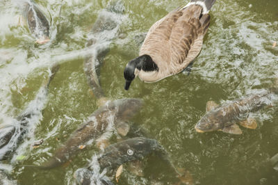 High angle view of duck swimming in water