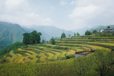 Scenic view of agricultural field against sky