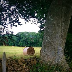 Hay bales on field against trees