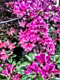 Close-up of purple flowers blooming outdoors